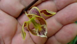 Sivun Encyclia oncidioides (Lindl.) Schltr. kuva