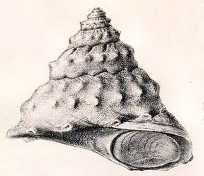 Image of Bolma andersoni (E. A. Smith 1902)