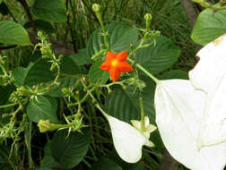 Image of White flag bush