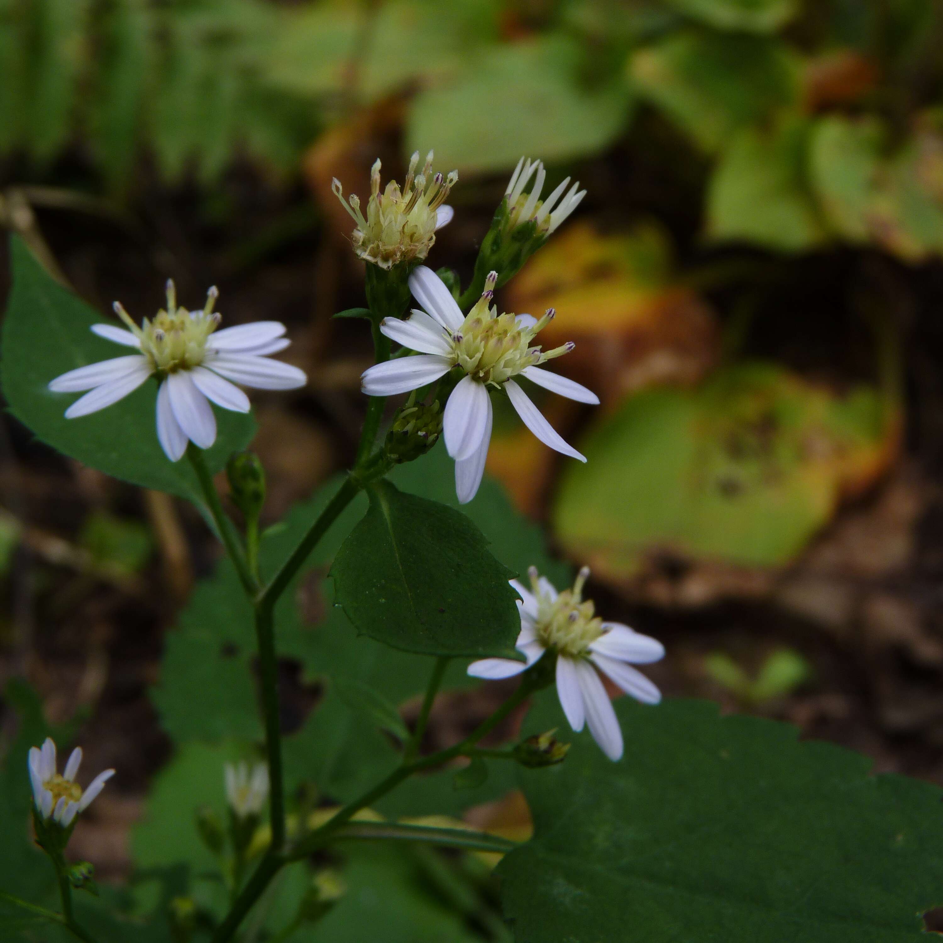 Imagem de Eurybia divaricata (L.) G. L. Nesom