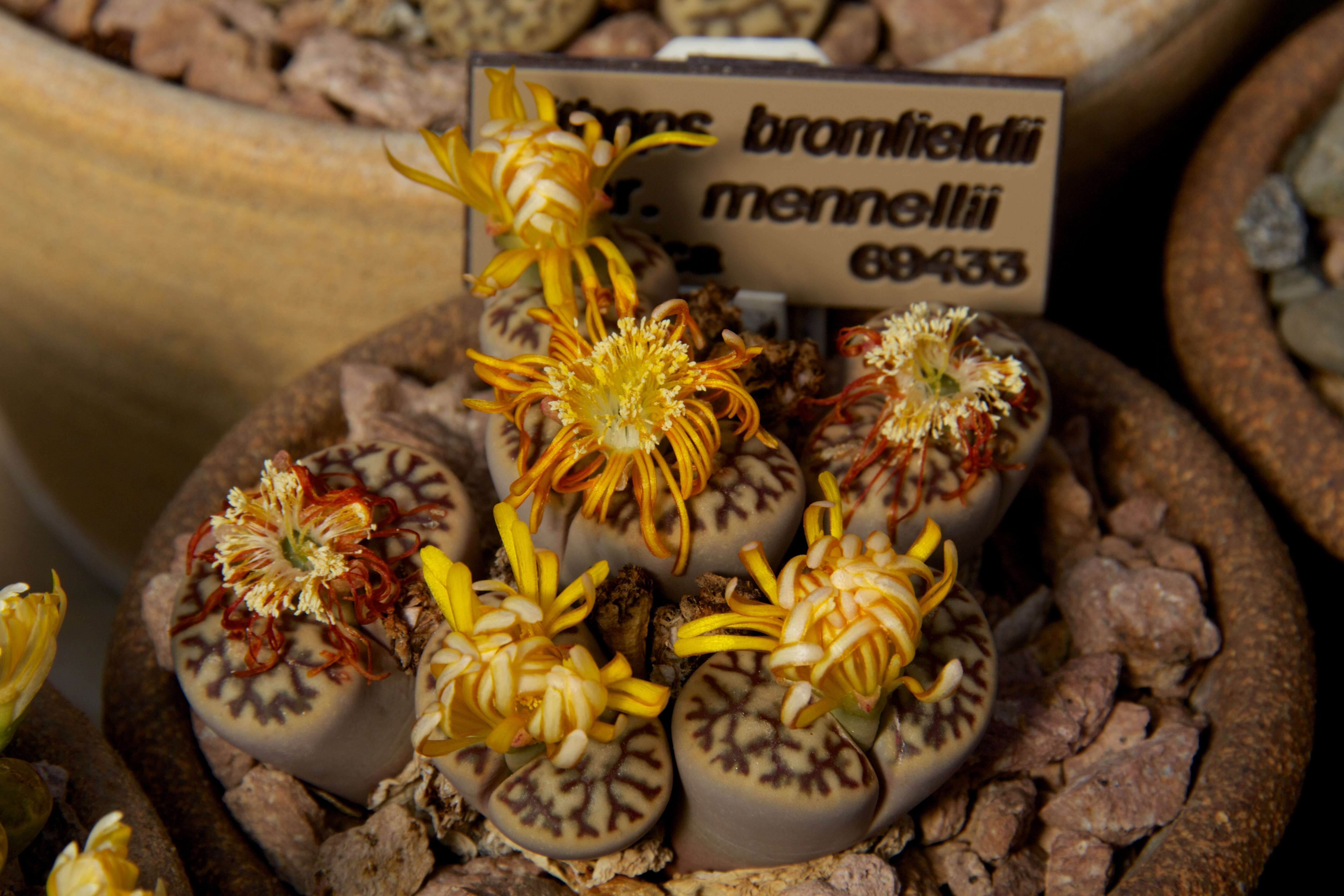 Imagem de Lithops bromfieldii L. Bol.