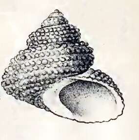 Image of Bolma guttata (A. Adams 1864)