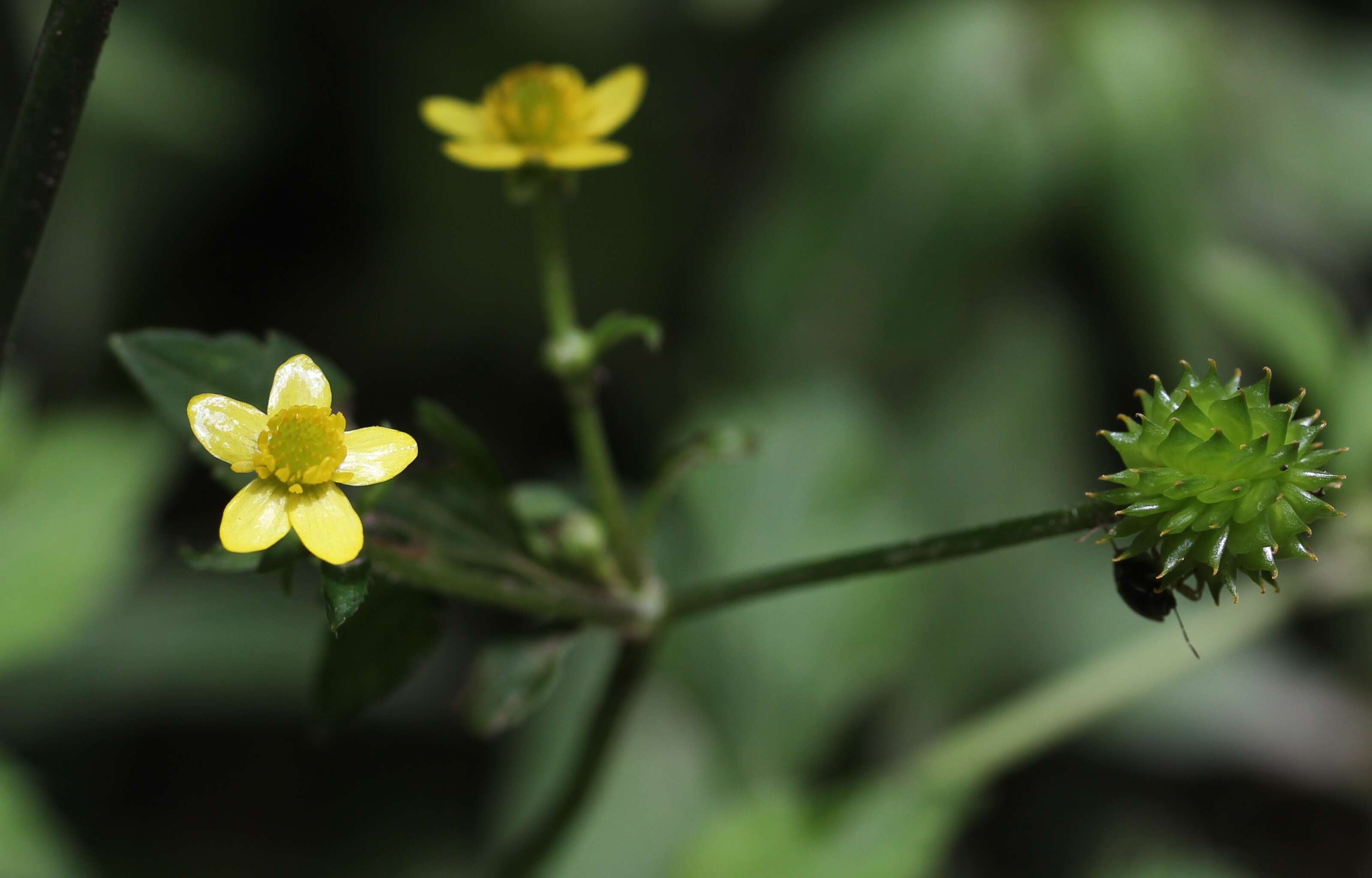 Image de Ranunculus silerifolius H. Lév.