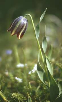 Fritillaria graeca Boiss. & Spruner resmi