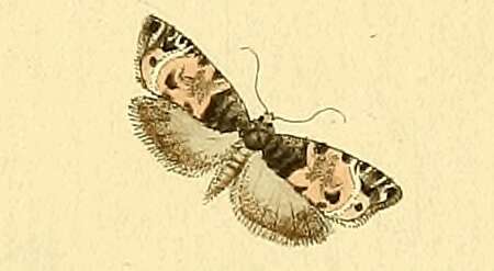 Image of Notocelia incarnatana Hübner 1799