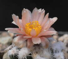 صورة Pediocactus winkleri K. D. Heil