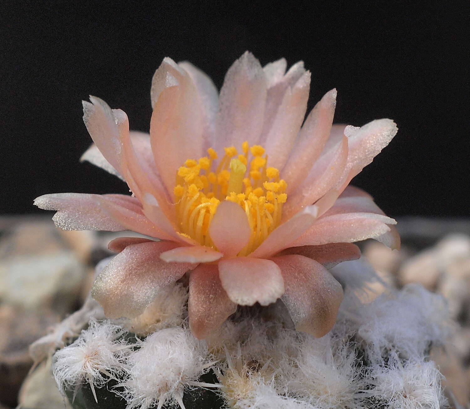 صورة Pediocactus winkleri K. D. Heil