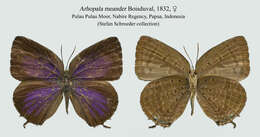 Image de Arhopala meander Boisduval 1832