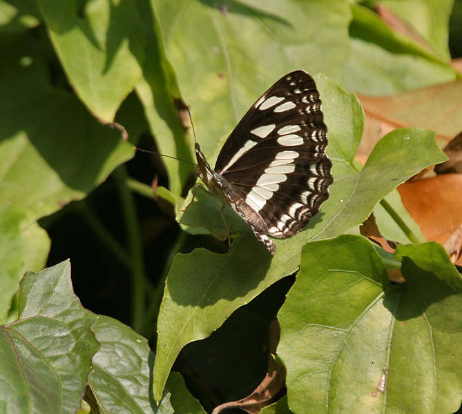 Слика од Phaedyma columella Cramer 1782