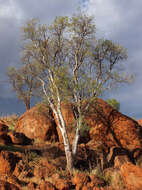 Image of Bat's wing coral tree