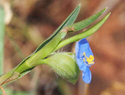 Image of Commelina ensifolia R. Br.