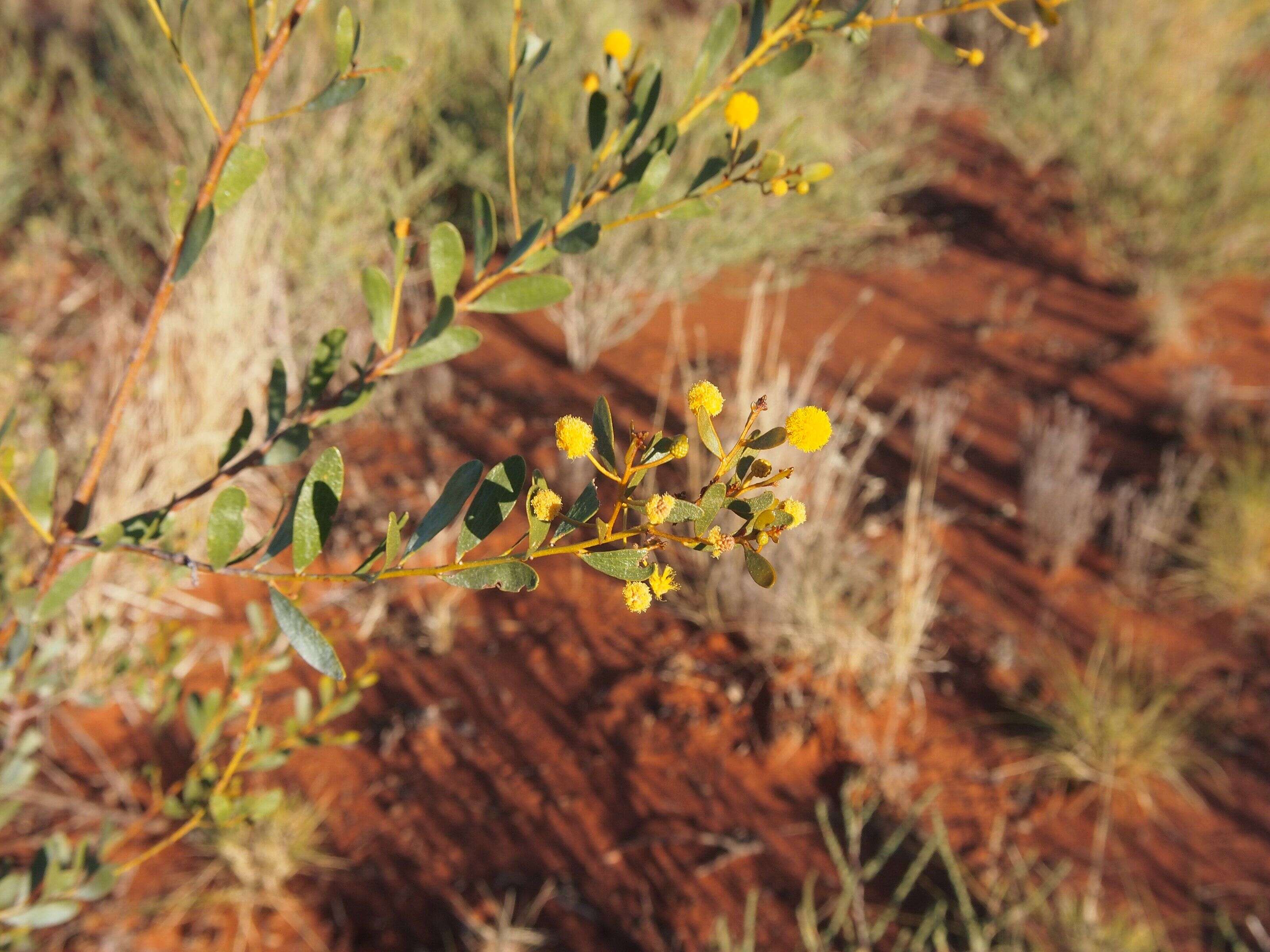 Image de Acacia melleodora Pedley