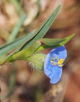 Image of Commelina ensifolia R. Br.