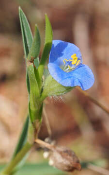 Image of Commelina ensifolia R. Br.