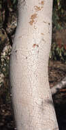 Image of Eucalyptus intertexta R. T. Baker