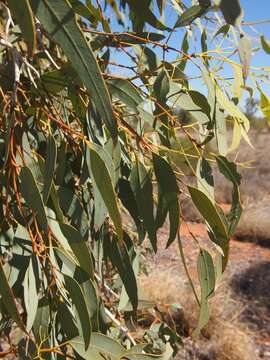 Imagem de Eucalyptus intertexta R. T. Baker