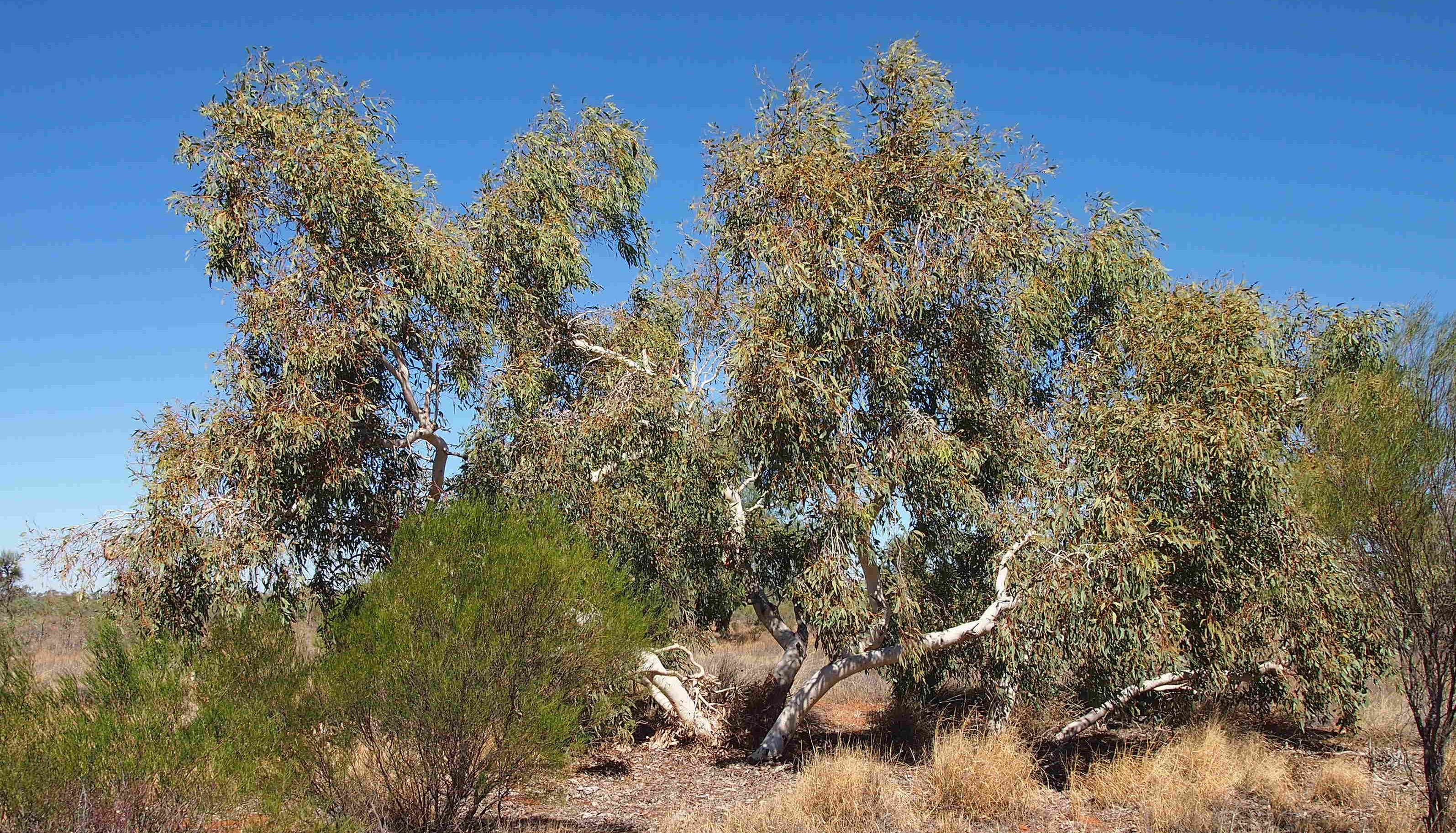 Image of Eucalyptus intertexta R. T. Baker