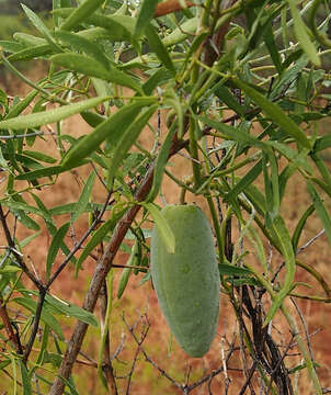 Image of Marsdenia australis (R. Br.) Druce