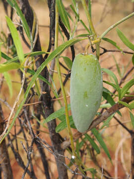 Image of Marsdenia australis (R. Br.) Druce