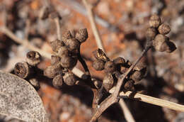 Image of Eucalyptus intertexta R. T. Baker