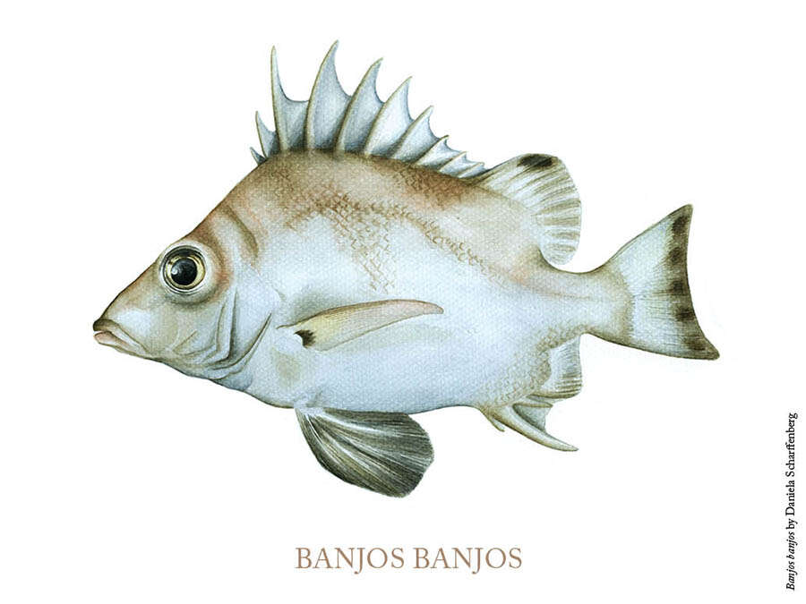 Image of Banjos