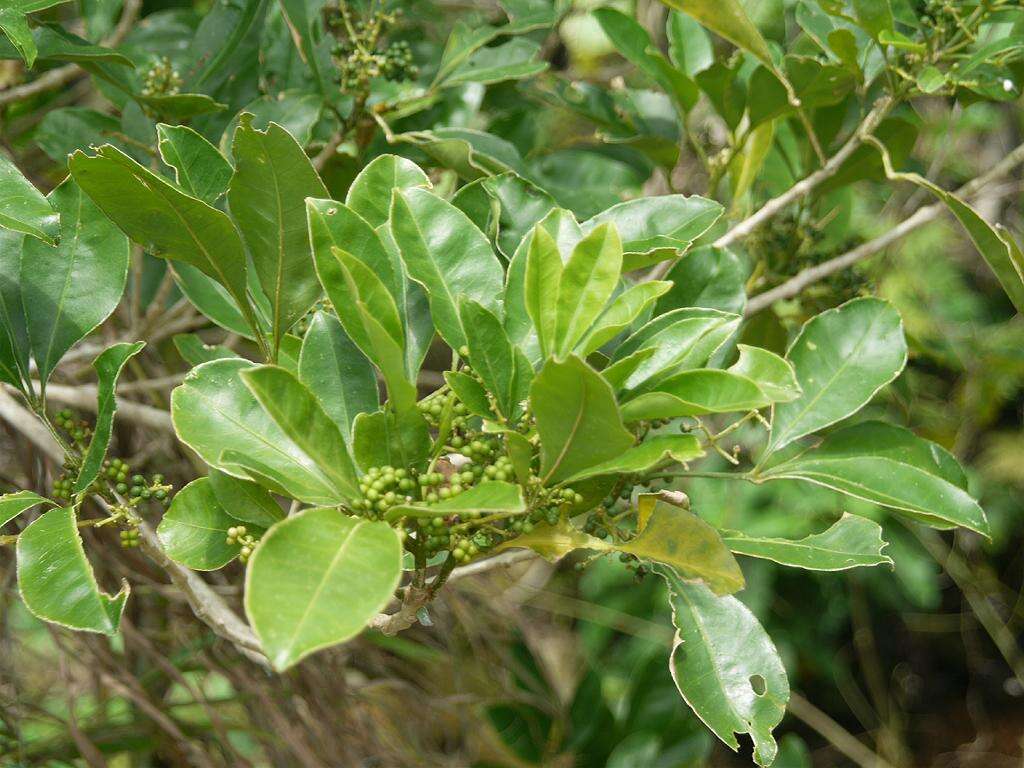 Image of Melicope triphylla (Lam.) Merr.