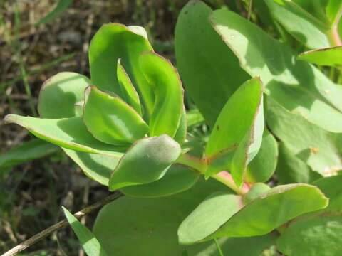 Image of Orpine