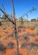 Image of Ventilago viminalis Hook.