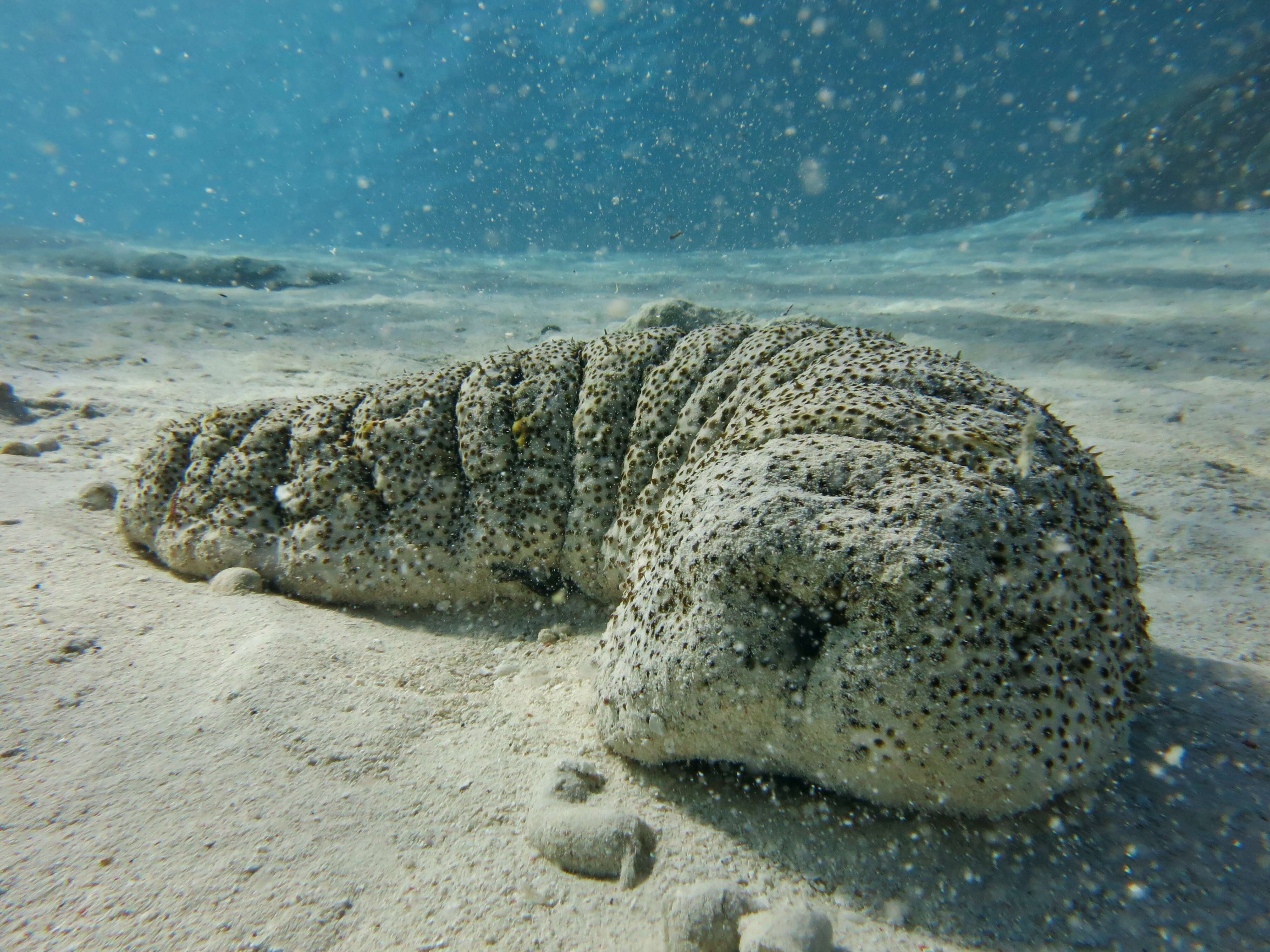 Image of Elephant Trunkfish