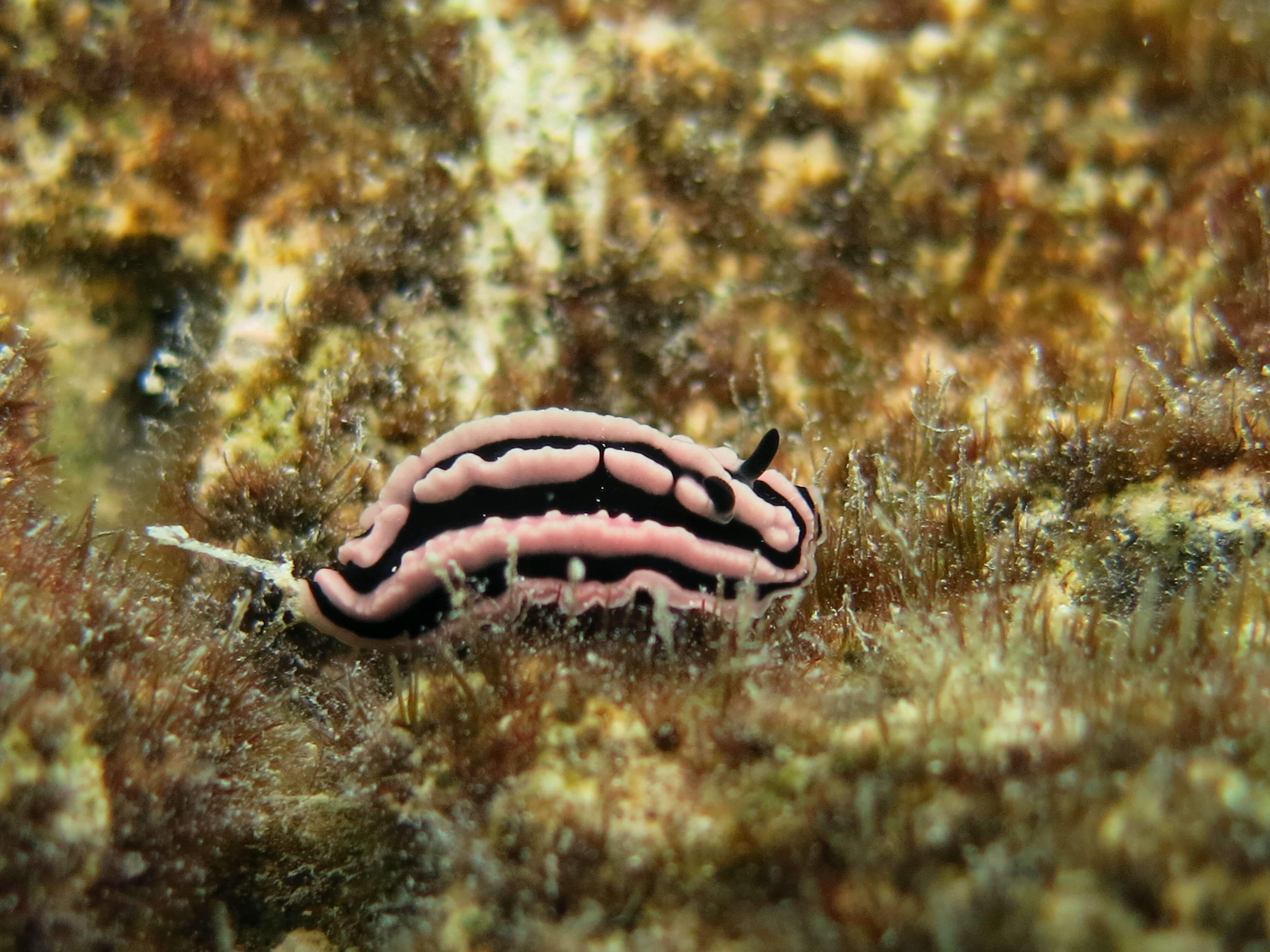 Image of Phyllidiella rosans (Bergh 1873)