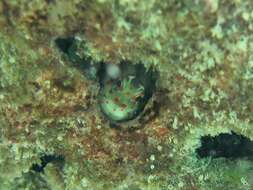 Image of Orange-spotted Blenny