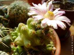 Image of Big Needle Cactus
