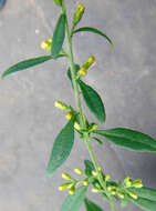 Image of largeleaf goldenrod