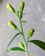 Image of largeleaf goldenrod