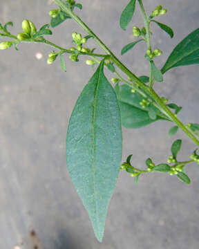 Image of largeleaf goldenrod