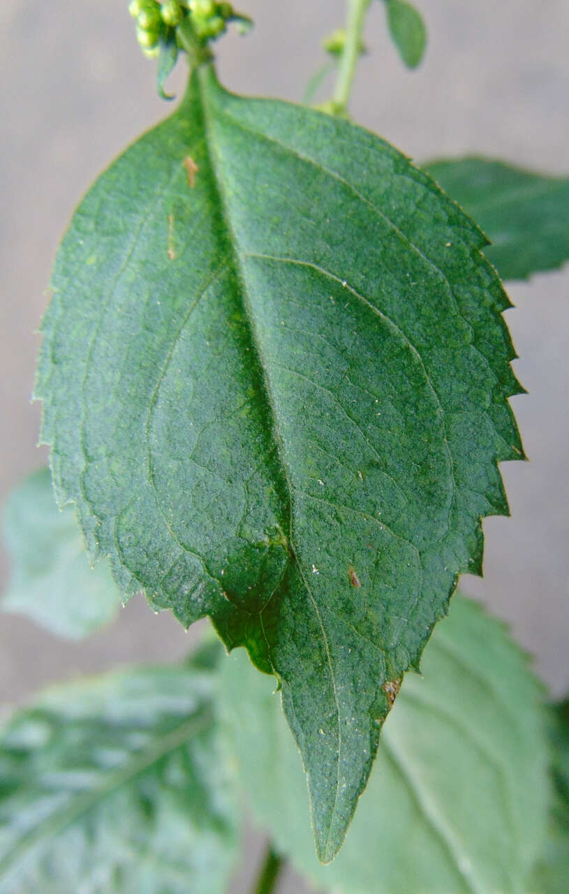 Image of largeleaf goldenrod