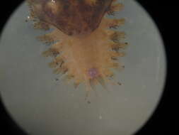 Image of Twelve-Scaled worm