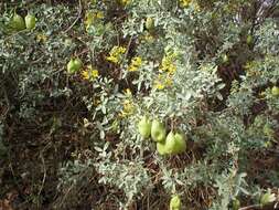 Image of bladderpod spiderflower