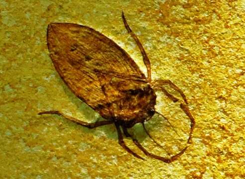 Image of giant water bugs