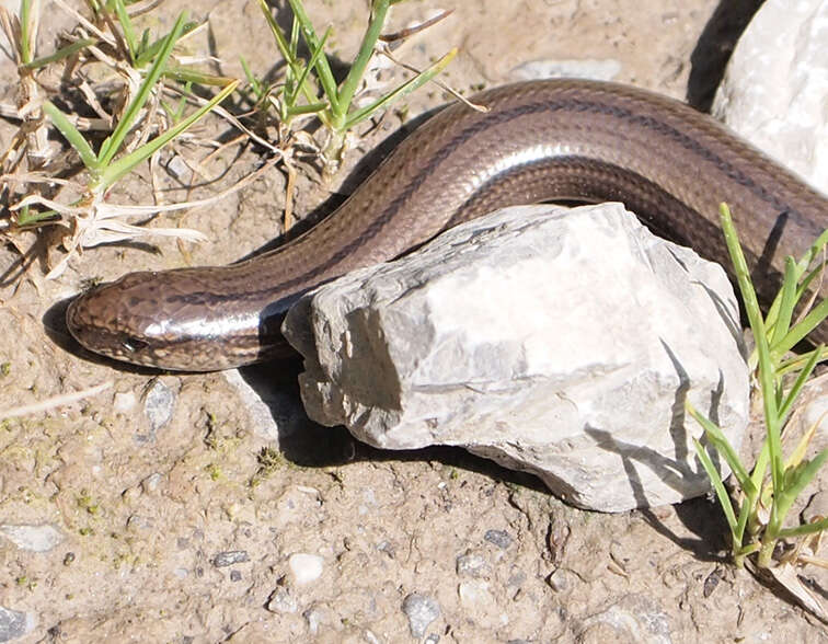 Image of Slow worm