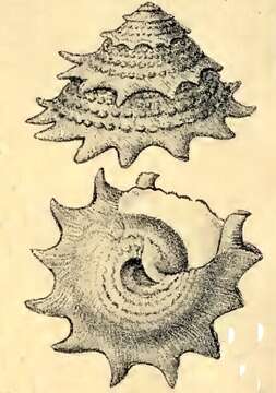 Image of Lithopoma brevispina (Lamarck 1822)