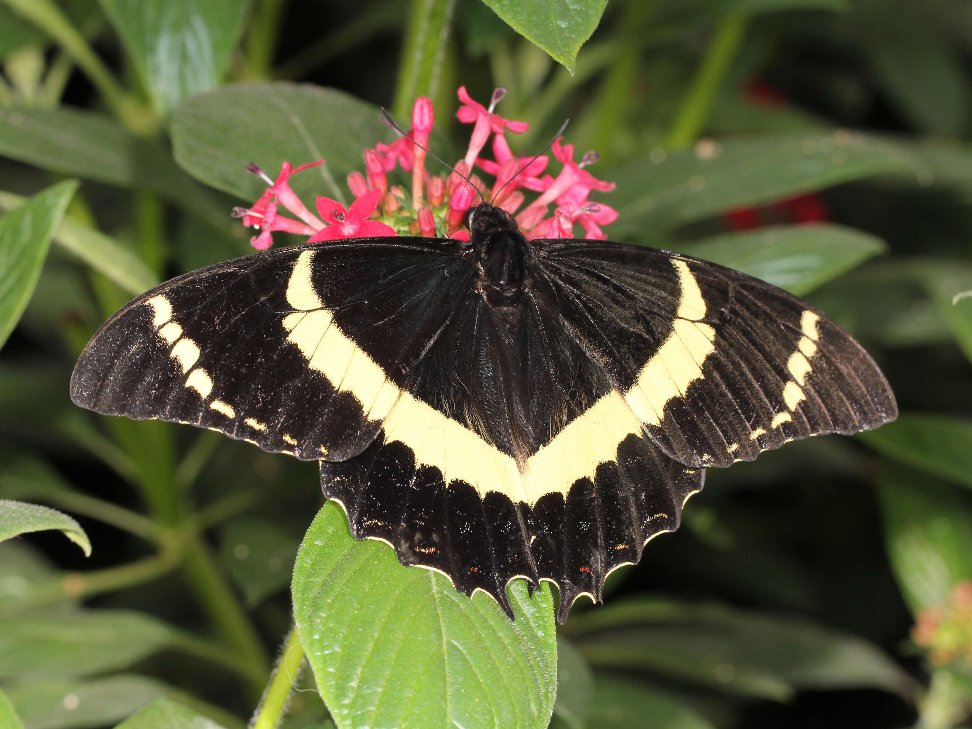 Image of Papilio garamas Geyer 1829