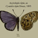 Image of Cyaniris ripte Druce 1895