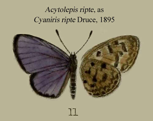 Image of Cyaniris ripte Druce 1895