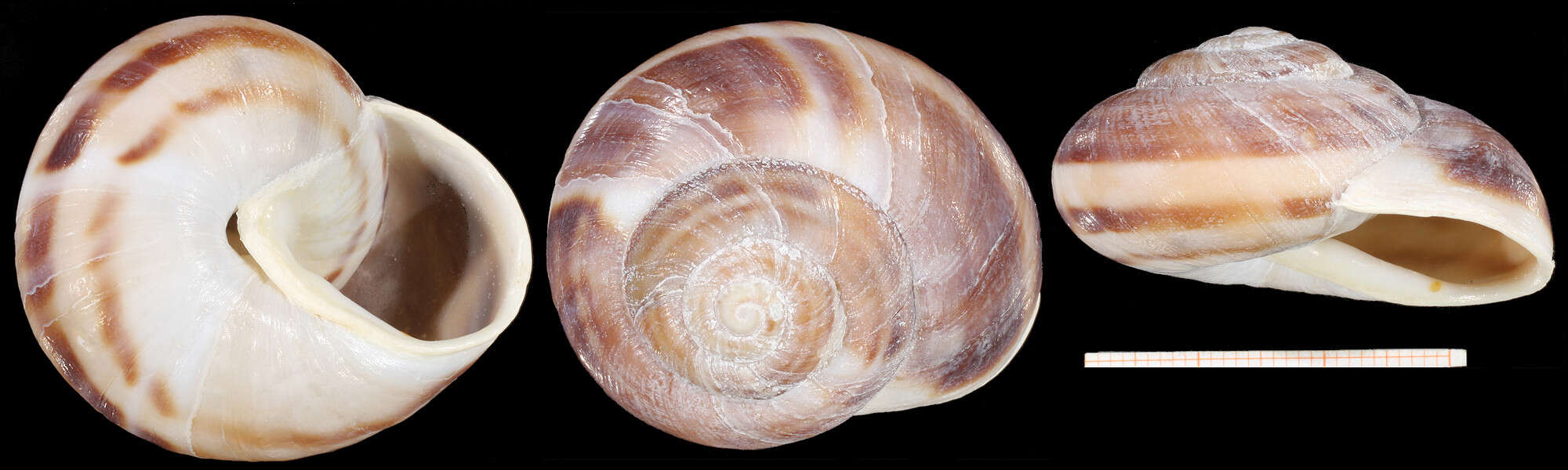 Image of Codringtonia elisabethae Subai 2005