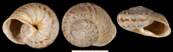 Image of Codringtonia eucineata