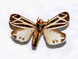 Image of Nais Tiger Moth