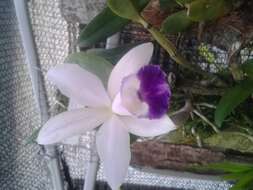 Imagem de Cattleya intermedia Graham ex Hook.