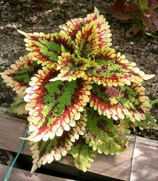 Image of common coleus