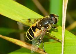 Слика од <i>Eristalis horticola</i>